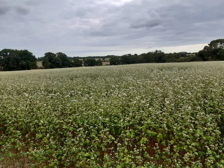 La culture du blé noir se déroule essentiellement en été et au début de l’automne. Elle nécessite peu d’intrants, notamment azotés. © Nutréa