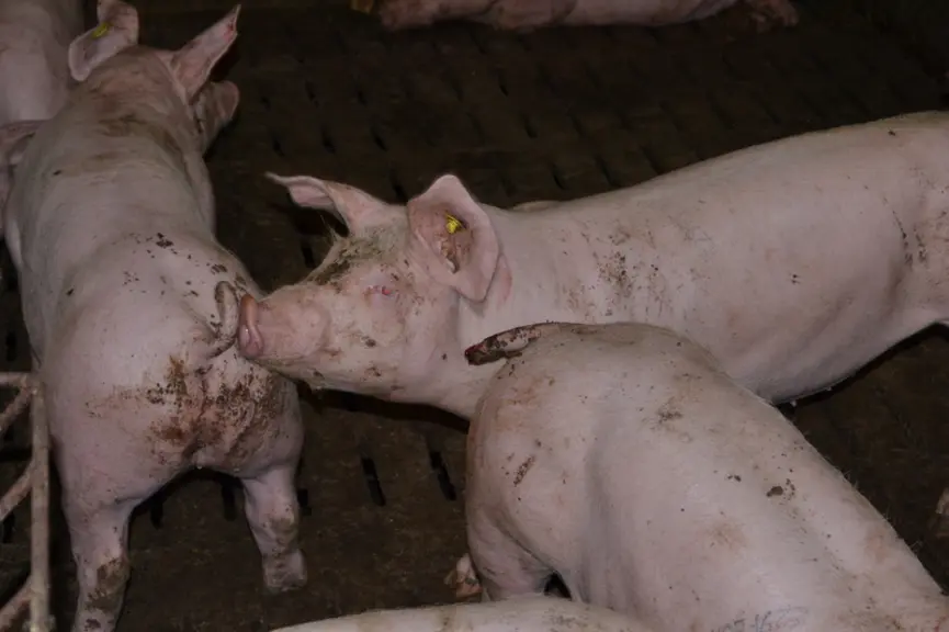 La fiche monitoring permet de compter et de localiser les cas de morsure. Une étape nécessaire pour agir sur les facteurs de risque. © Chambres d'agri