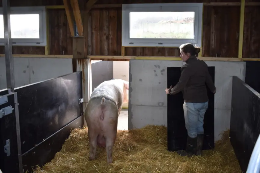 Le temps de travail hebdomadaire tous élevages avec truies confondus, est proche d’une UTH pour 56 truies présentes. © Chambres d'agriculture de ...