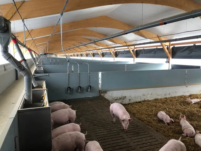 À l’intérieur des salles d’engraissement, l’automate Strohmatic de Schauer distribue la paille via une chaîne à pastilles.