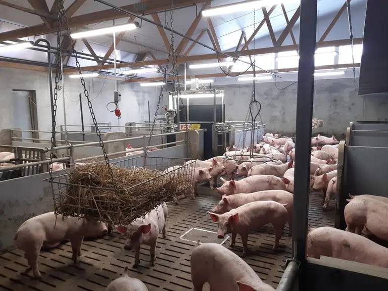 Les porcs ont un accès à la paille via trois râteliers suspendus.