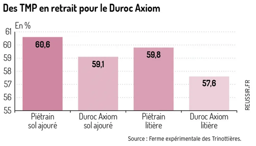 Une meilleure productivité mais des carcasses plus grasses avec les Duroc Axiom