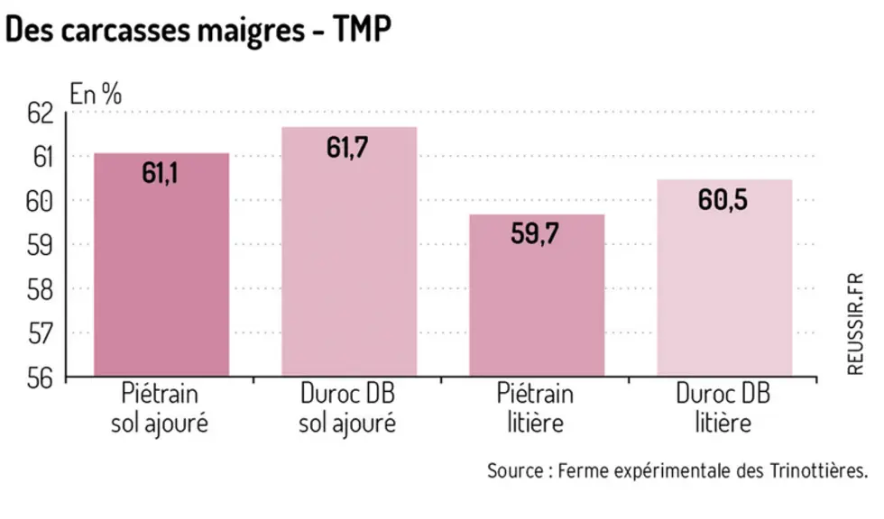 Duroc Danbred : Vigueur des porcelets et performances en engraissement