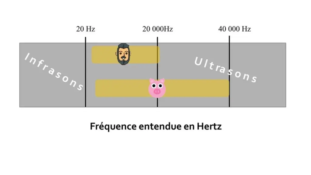Construire une relation de confiance avec son troupeau