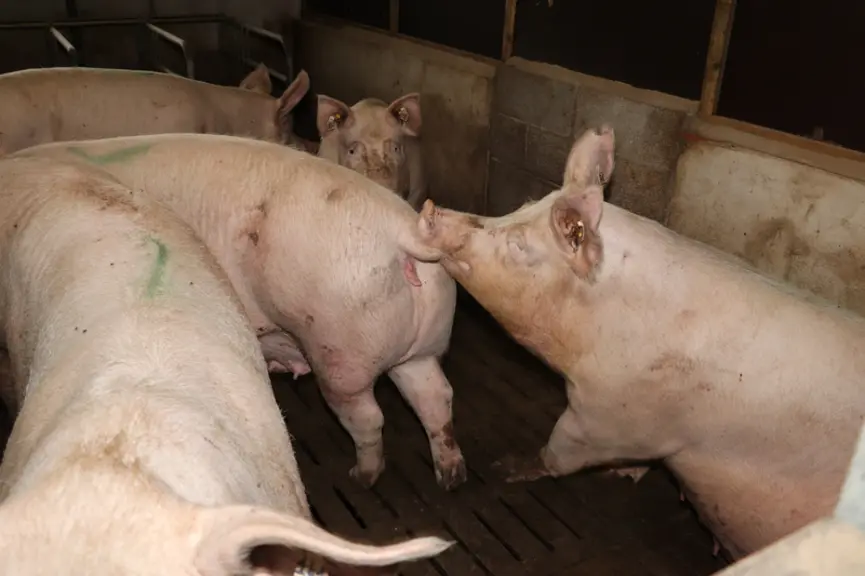 La contamination par les leptospires s’effectue principalement par contact avec l’urine des animaux infectés, par contact direct ou via l’environnemen