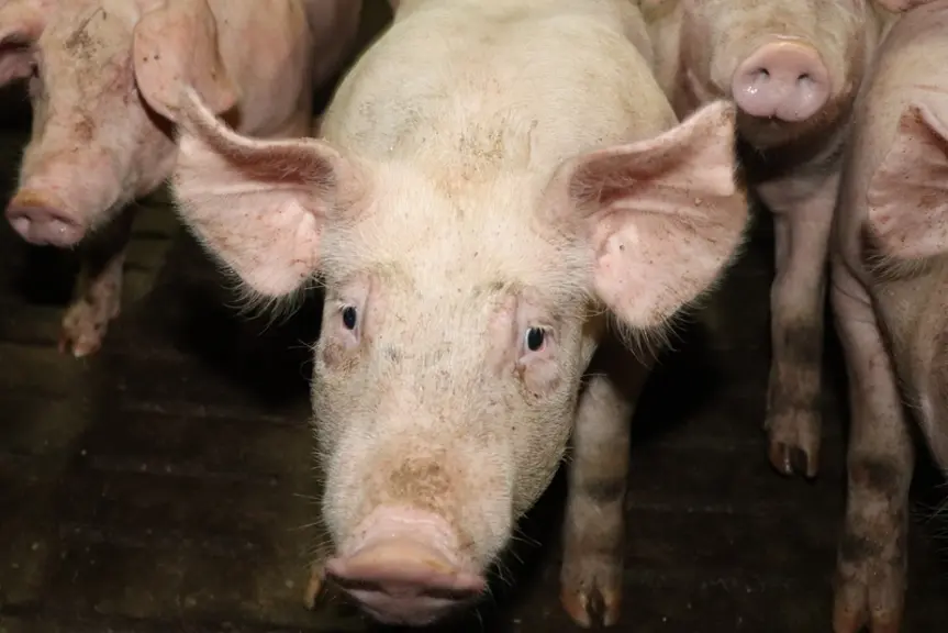 Identifier des porcs par reconnaissance faciale