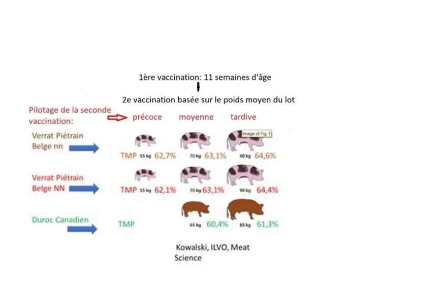 En faisant varier le moment de la vaccination, le TMP final peut varier de plus de 2 points.