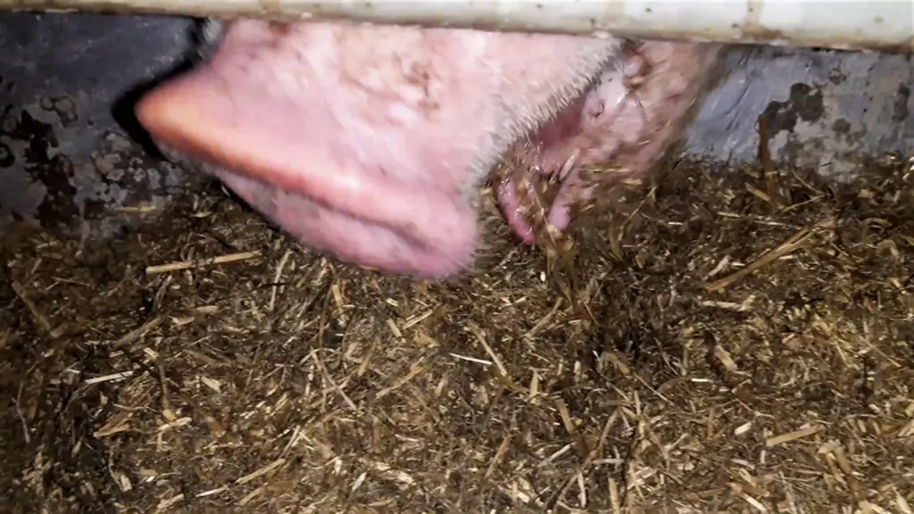La distribution d’ensilage de luzerne dégrade l’indice de consommation.