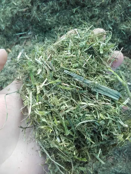 L’ensilage réalisé à partir de luzerne en plante entière augmente la part de fibres non digestibles très présentes dans la tige.