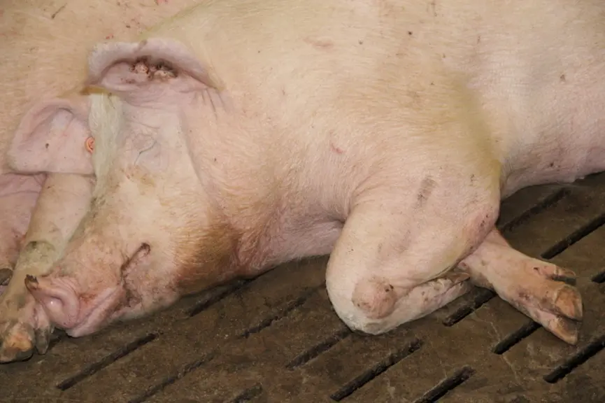 Les boiteries de truies gestantes impactent la qualité des porcelets