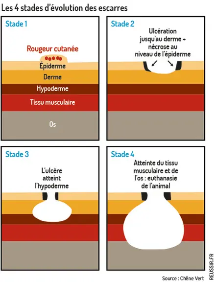 Anticiper les escarres des truies pour mieux les traiter