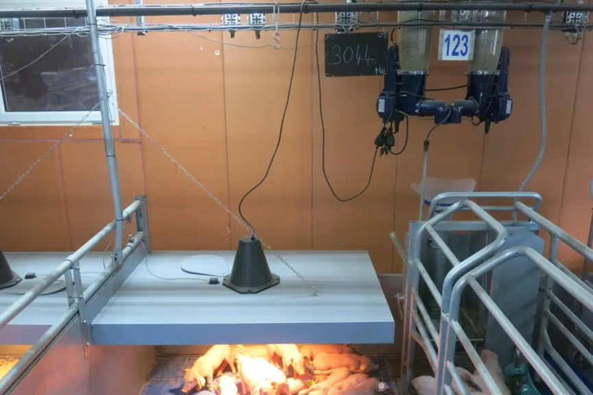 La niche chauffée à l’aide d’une lampe pilotée par le Gestal via une sonde de mesure de température cutanée.