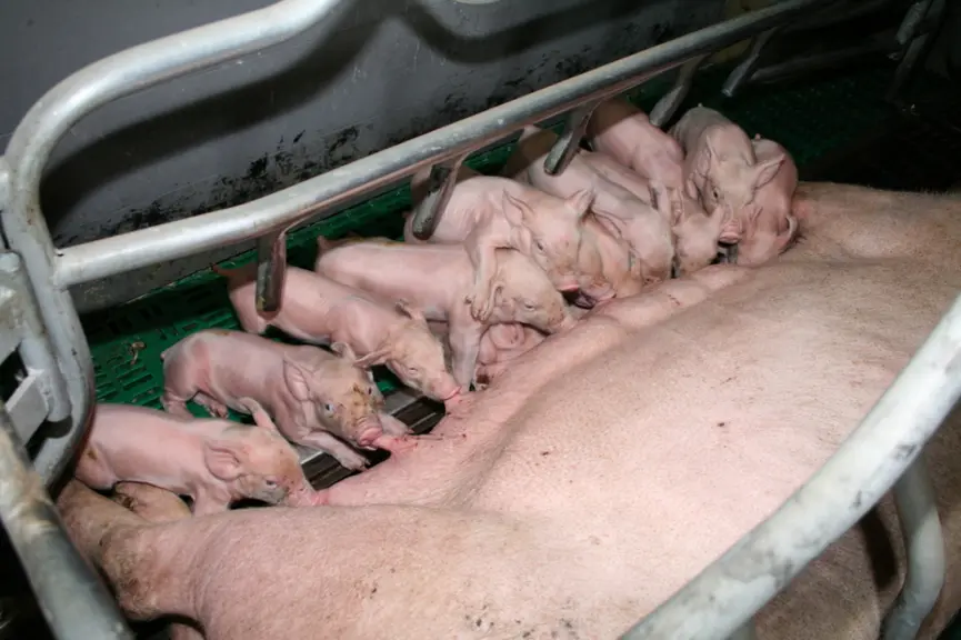 Une supplémentation en oligo-éléments en fin de gestation semble limiter la perte d'ELD en maternité et l'intervalle sevrage-oestrus des truies les pl