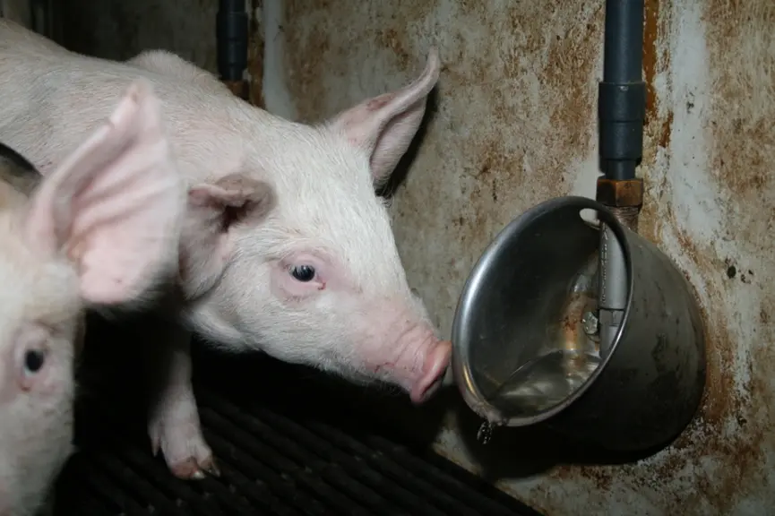 Tous les porcs âgés de plus de deux semaines doivent avoir un accès permanent à l’eau fraîche en quantité suffisante.