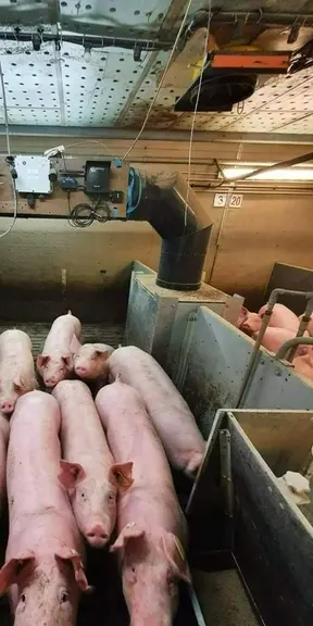 À la station expérimentale Ifip de Romillé, Les boîtiers ont été installés à environ 1,60 m au-dessus d’une case d’engraissement.
