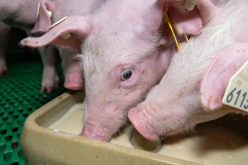 La distribution de lait sur des petits porcelets au sevrage favorise une meilleure consommation de matière sèche au cours du post-sevrage.