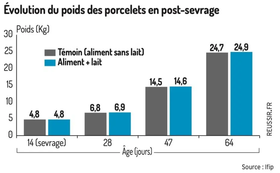Un meilleur ingéré en post-sevrage avec la distribution de lait aux porcelets