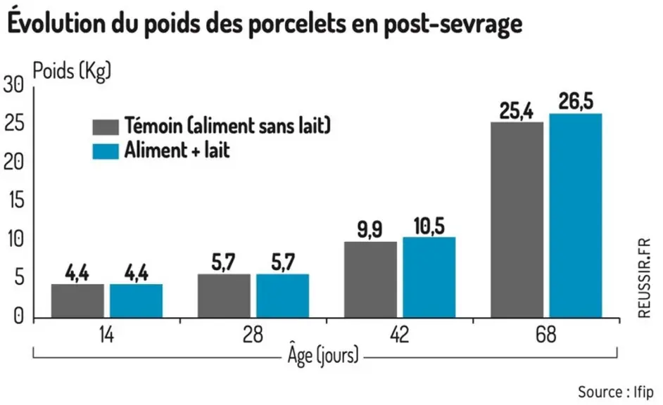 Un meilleur ingéré en post-sevrage avec la distribution de lait aux porcelets