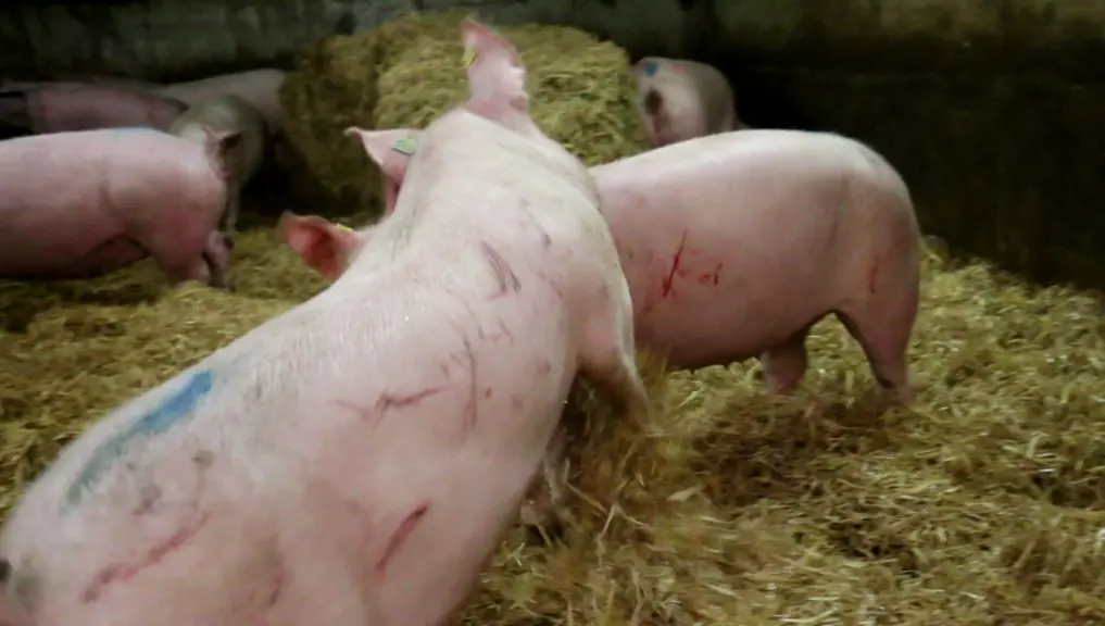 Savoir reconnaître le stress du porc en élevage