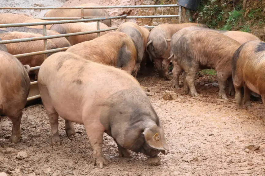 Le poids d'abattage atteint 140 à 150 kilos vif.