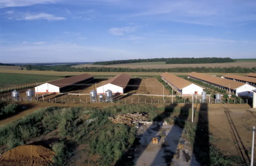 Les intégrateurs de porcs brésiliens au soutien de l'élevage