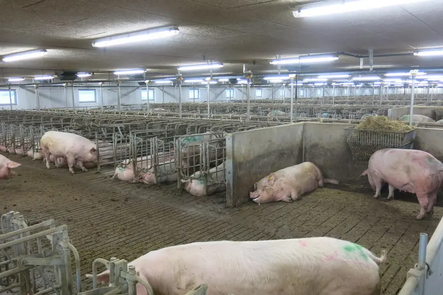 Les truies sont rapidement mises en liberté après l’insémination : elles disposent alors de 2,25m² par animal comme en gestante.