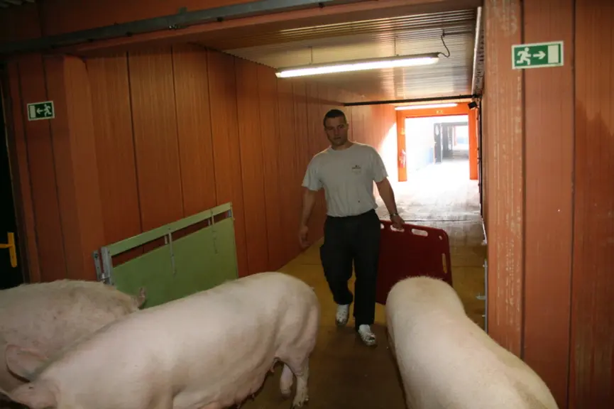 Il est préférable de déplacer les animaux en petits groupes, le porc étant un animal n'aimant pas être seul.