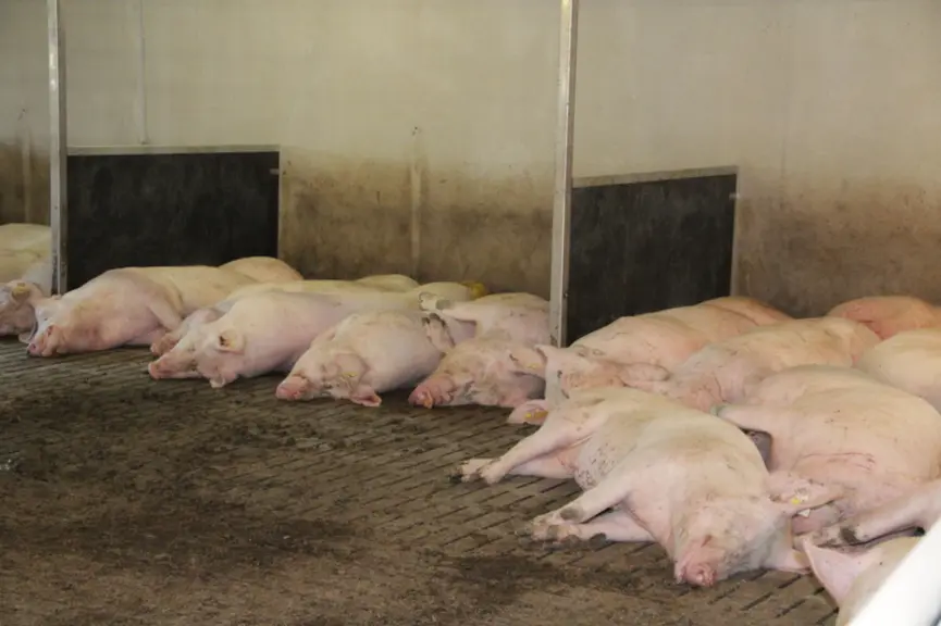 Des zones de refuge matérialisées par des cloisons atténue le stress des truies.