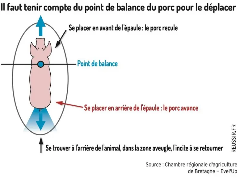 Comment gérer le stress en élevage de porcs