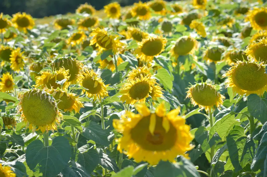 L'essentiel du tourteau de tournesol hipro consommé en France provient d'Ukraine.