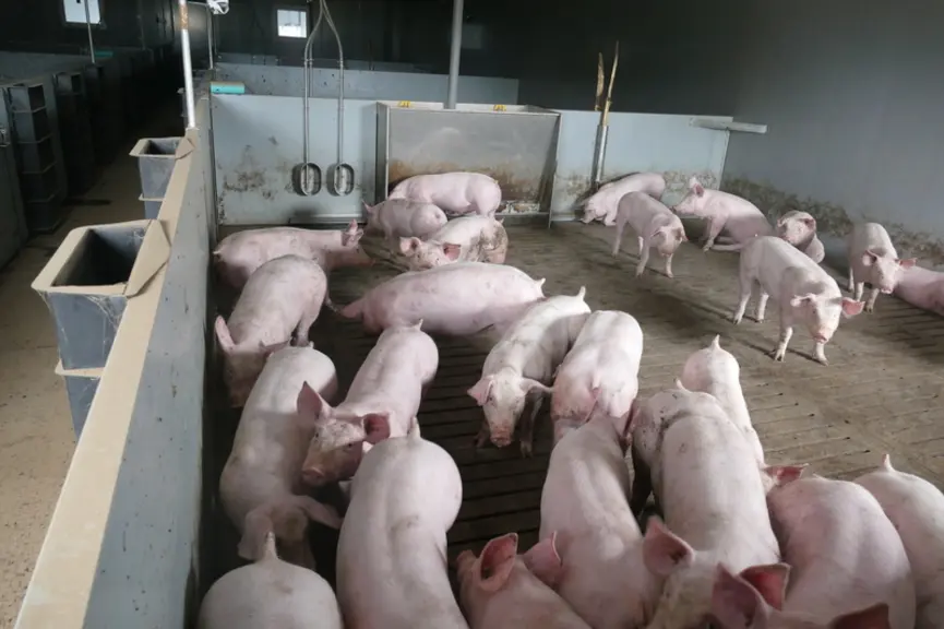 Le bâtiment d'engraissement réalisé à l'EARL de la Cour offre une surface par porc augmentée, du caillebotis partiel, des enrichissements, une hauteur