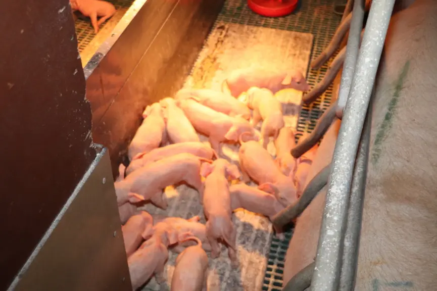 Porcelets viables : il n’y a pas que le poids