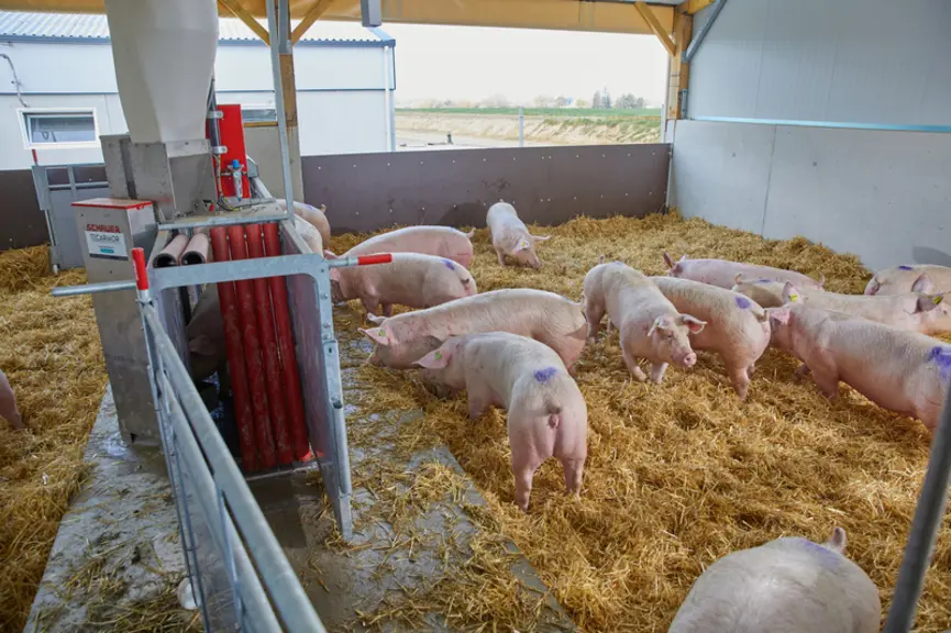 Les truies gestantes sont logées par bande dans des cases sur paille avec une alimentation Dac. Elles peuvent accéder à une courette extérieure couver
