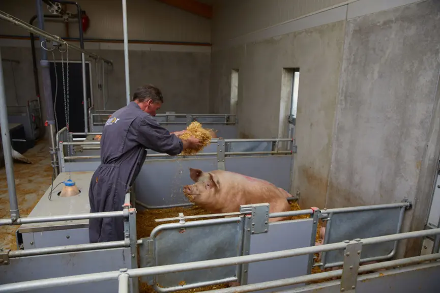 Les truies en maternité sont alimentés avec un Spotmix qui permet une alimentation individuelle. La paille est stockée dans un chariot. Elle est distr