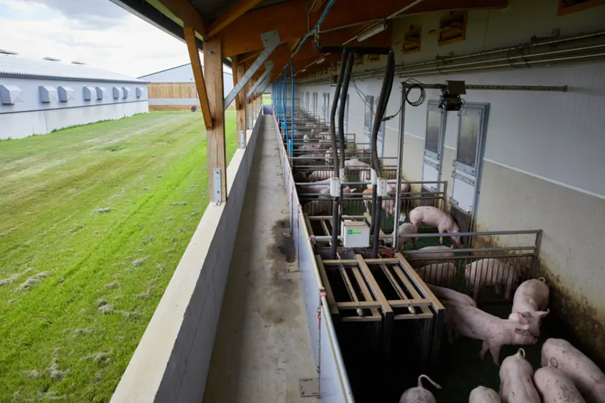 En post-sevrage, la courette extérieure sert d’aire de déjections. Les alimentateurs sont situés à l’intérieur du bâtiment, excepté pour les deux case
