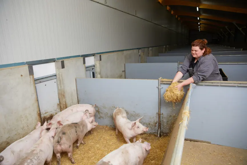 De la paille est également distribuée en engraissement pour satisfaire le comportement naturel des porcs. Des parois amovibles facilitent le maintient