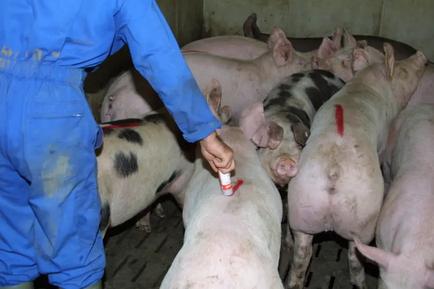 Les particules dans les salles sur caillebotis se voient peu. Mais elles sont très fines et peuvent nuire à la santé du travailleur si elles sont prés