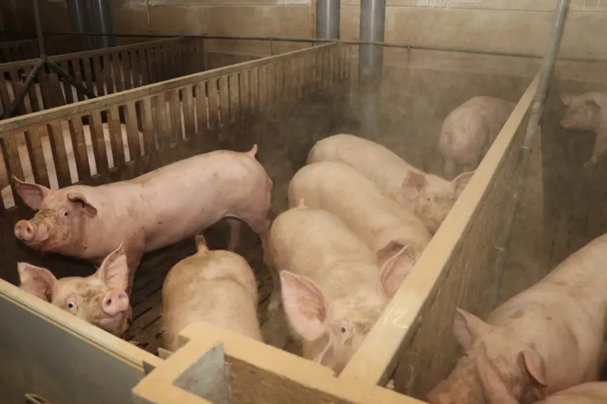 Les quantités de particules présentes dans les bâtiments peuvent être estimées en fonction du type d'animaux présents et de l'itinéraire technique uti