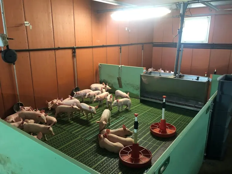 Les porcelets expriment leur potentiel génétique en post-sevrage avec seulement 1 % des pertes dû aux diarrhées.