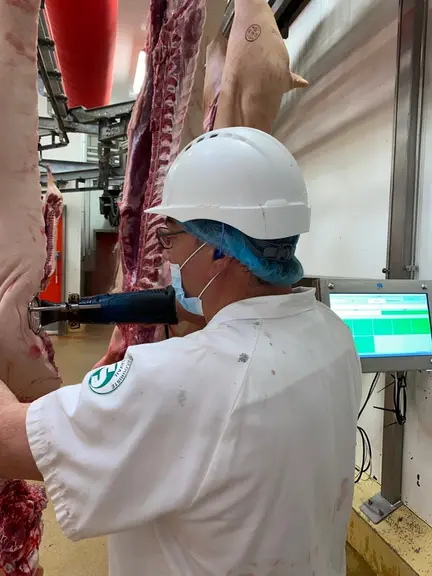Un seul opérateur chauffe le gras de bardière et estime l'odeur de la carcasse dans les abattoirs à moins de 500 porcs par heure, .