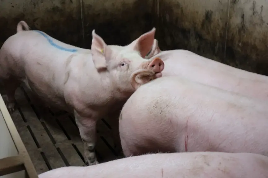 Les cas de caudophagie sont nettement plus importants lorsque les porcs n’ont pas la queue coupée.