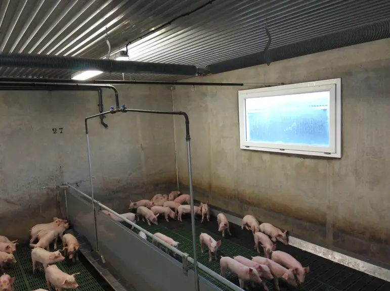 Les porcelets sont chauffés par des système de chauffage à eau chaude produite par une chaudière au biogaz. © A.S.Langlois