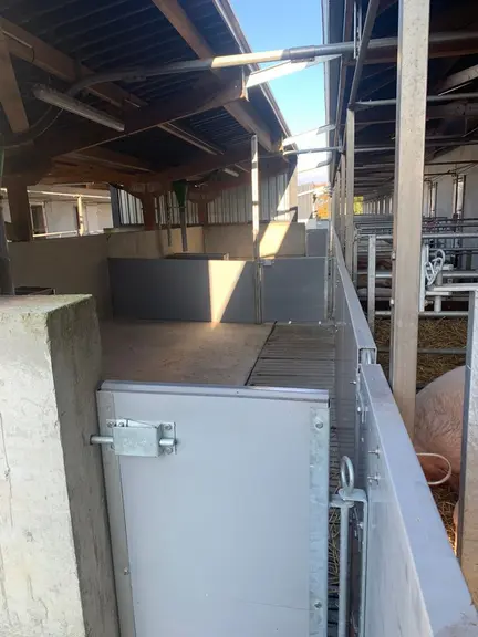 Les porcelets disposent en plus d’une zone d’alimentation. Avec un sevrage sur place, elle est utilisée pendant trois semaines qui suivent le sevrage.