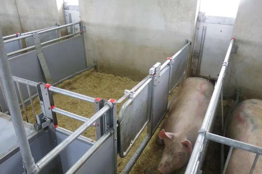 Un couloir permet à la truie d'accéder à l'auge depuis l'extérieur.