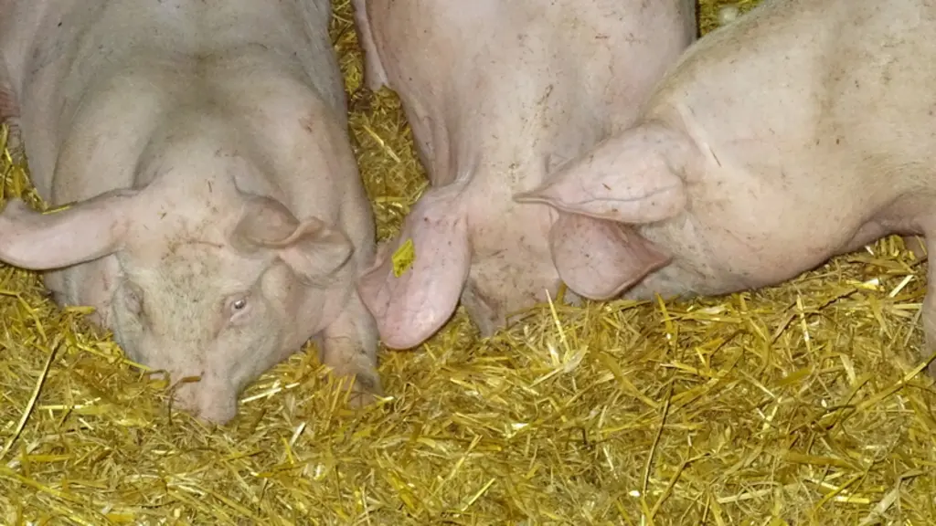 Le fouissage est le comportement privilégié par le porc pour explorer.