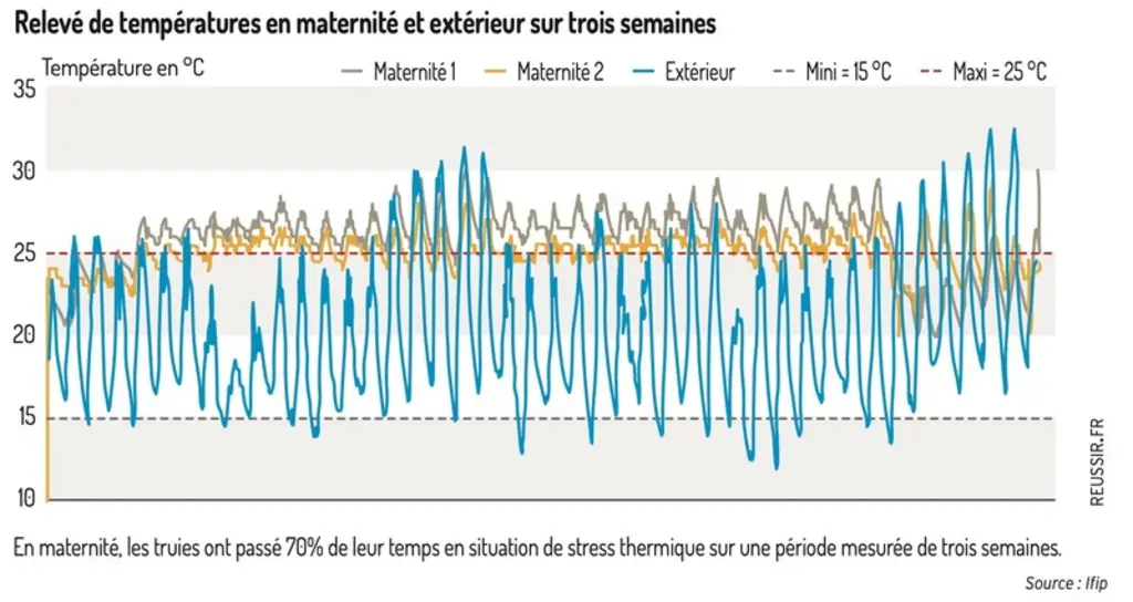 Stress thermique : des risques avérés pour la reproduction des truies