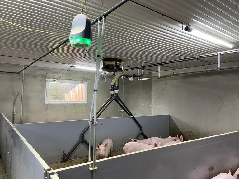 La santé respiratoire des animaux peut être appréhendée en un coup d’oeil par le personnel de l’élevage.