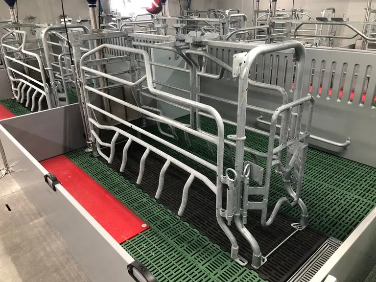 Les deux salles de 24 places maternités disposent de cases liberté (2,9 x 2,5 m.) Matek de chez I-Tek avec une partie fonte sous la truie et un sol au