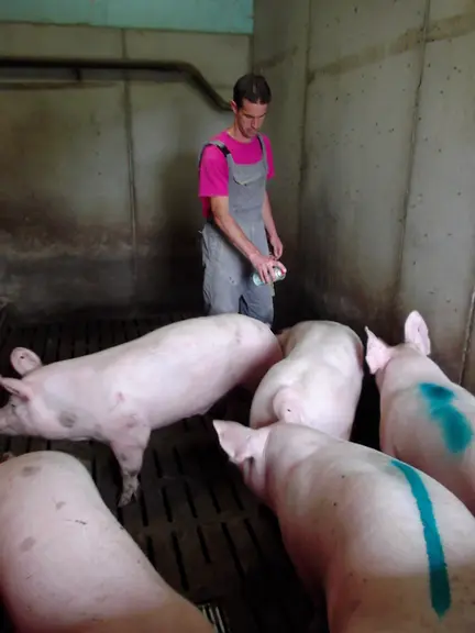 La manipulation des animaux lors du tri des porcs charcutiers est une tâche qui entraîne une augmentation particulièrement importante de l’exposition