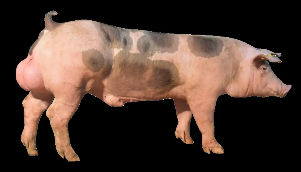Notre sélection de nouveautés génétiques et sanitaires pour les élevages de porcs au Space